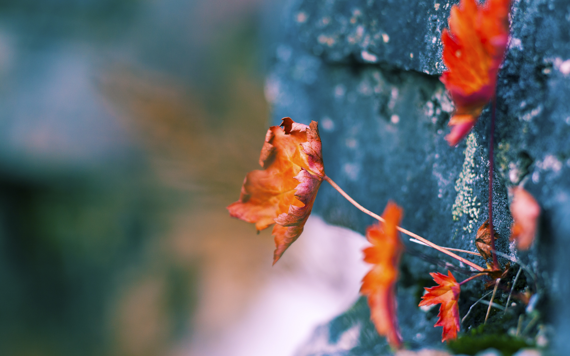 星空体育首页登录-塞内加尔男篮在非洲锦标赛中奋勇拼搏，刷新非洲运动新纪录，非洲 塞内加尔