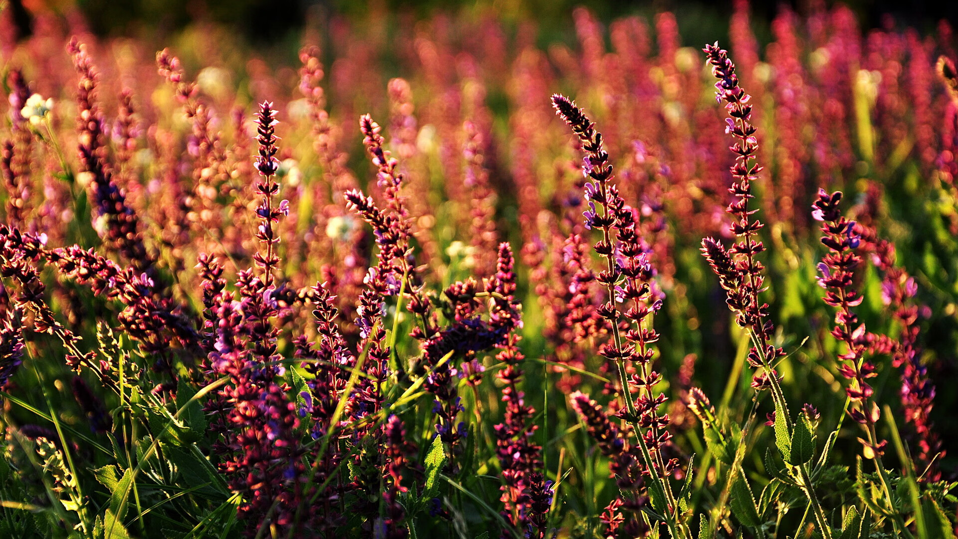 星空体育网站安全-范奥特尔戴克蝉联国家队主力位置,范戴克是什么类型的后卫